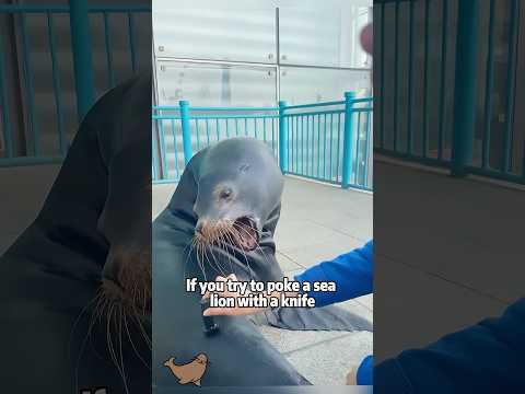 This sea lion's fake tantrum is so cute! 😤 #animals #pets #… サムネイル