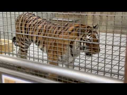 放飼場の担当時間が待ち切れないサーシャちゃん　アムールトラ　浜松市動物園にて　2026年3月15日 サムネイル