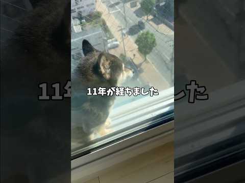 ㊗️うちの子記念日!黒柴あずきがずっと疑問に思ってたこと…