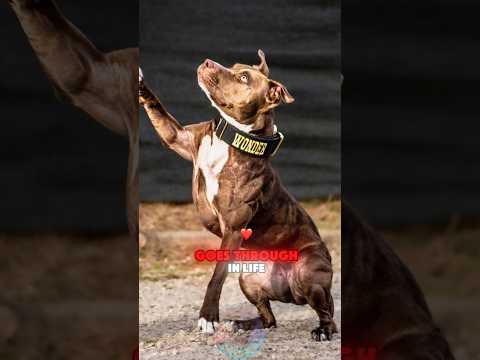 Top 4 Different Types of Pit Bull Dogs shorts pets doglover… サムネイル