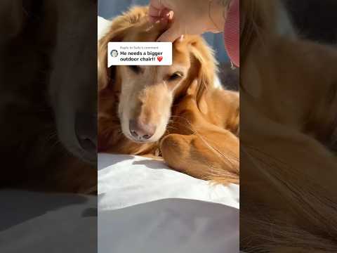 Dog-tor coby to rescue🛟goldenpup puppy goldenpupppy dogbree… サムネイル