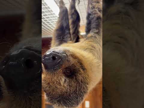 飼育員の指を食べ物だと思ってしまうナマケモノ♫shorts ナマケモノ sloth
