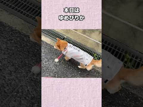 本日はゆめぴりか 神戸 柴犬 shibainu サムネイル