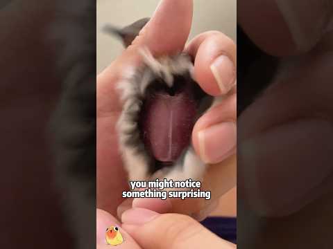 Why are birds' bellies naked?animals lovestory science shor… サムネイル