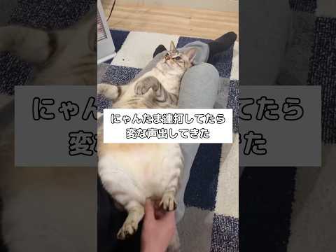 気持ちよさそうに主人の膝に埋もれてる猫のにゃんたまを連打していたら聞いたことない声出してきた にゃんにゃん にゃんたま… サムネイル