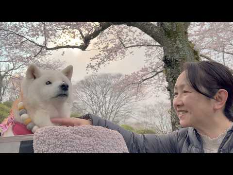 大好きな柴犬あいちゃんと生涯忘れることのない最高の思い出作りに行ってきました。 サムネイル