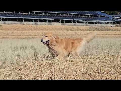 びしょ濡れのビスと何をしても楽しいトン君。２頭を行ったり来たりのイロハも楽しい。 サムネイル