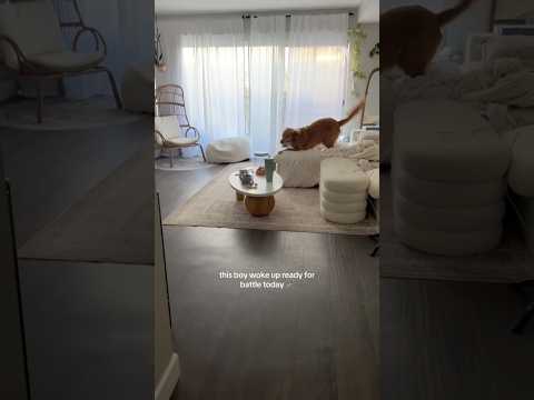 coming home to my golden retriever❤️india retreiver dog pup… サムネイル