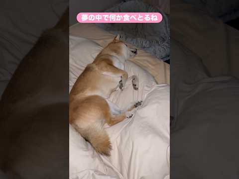主のベッドの足元で寝ている柴犬とん君が愛おしすぎる　柴犬　柴犬とん サムネイル