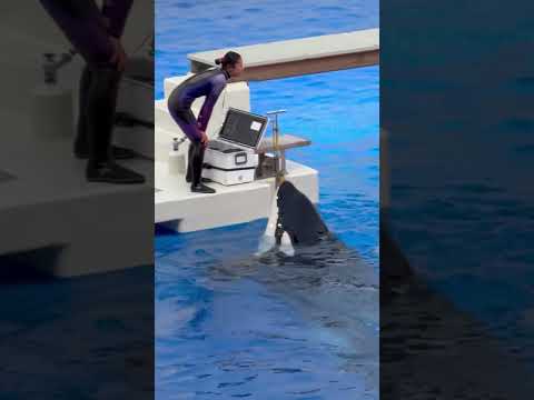 shorts 全パフォーマンス終了後のステラさん　須磨シーワールドにて　2025年12月25日 サムネイル