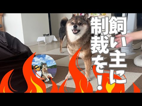 飼い主の暴挙に憤る🐕柴犬 サムネイル