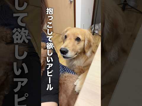 自分の体の大きさを理解していない自称：小型犬のゴールデンレトリバー...【トイプードル】shorts サムネイル