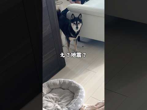 大変！地震速報に気合が入る黒柴とその結末・・・ サムネイル