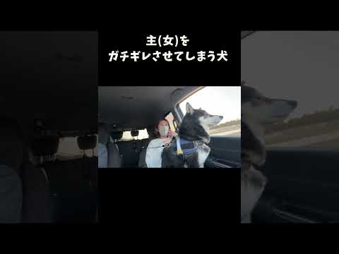 主女をガチギレさせてしまう犬 サムネイル
