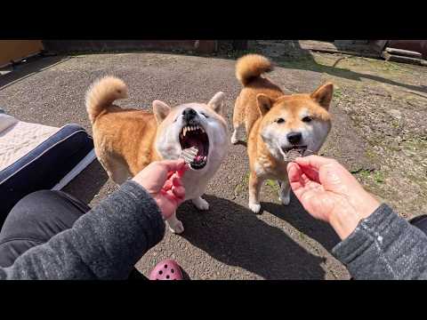 2026年4月14日(火) ドンドン吸い込まれていくはじめての牛レバー🐮 サムネイル