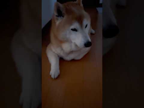 柴犬福 開けたら居た柴犬🤣Why here🤣shorts funny 柴犬 shibainu funnydog dog…