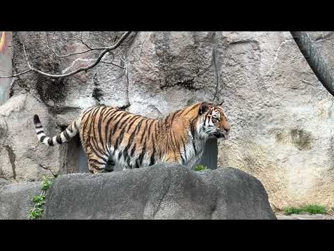 サーシャちゃん ソレは麻袋😆？　アムールトラ　浜松市動物園にて　2026年4月5日