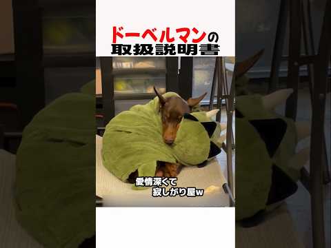 ドーベルマンの取扱説明書　ドーベルマン 大型犬 大型犬のいる生活 大型犬のいる暮らし 犬好きさんと繋がりたい 元気お届け サムネイル