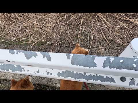 ウチの丸パンさん達、たまに古き狼の血が騒ぎ出すことがあります サムネイル