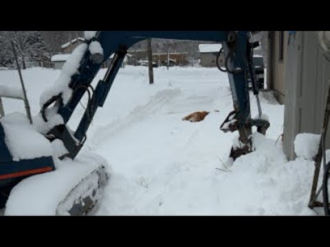 ミントの大冒険 がライブ配信中！ サムネイル