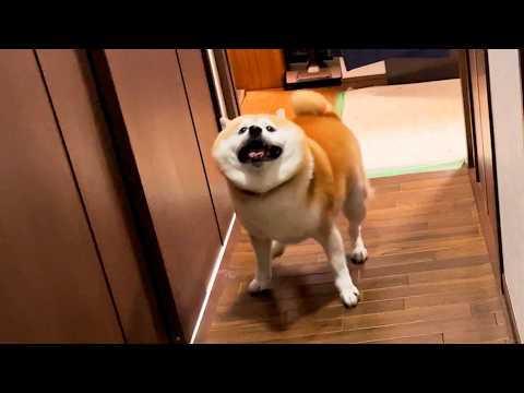 家族との再会が嬉しくて大回転を連発するも、こっちを見るたびにちょっと止まって笑顔になる柴犬 サムネイル