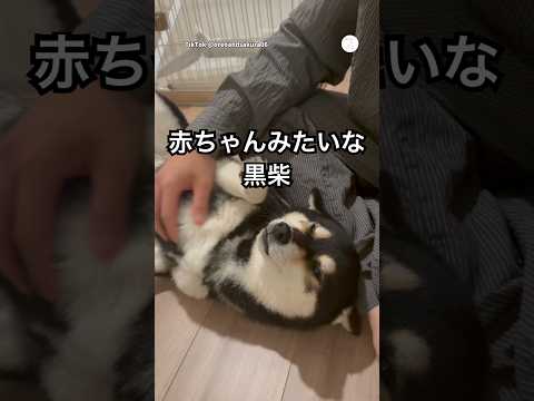 赤ちゃんみたいな柴犬、飼い主の帰宅に大喜び　　柴犬　黒柴　犬　かわいい　犬のいる暮らし