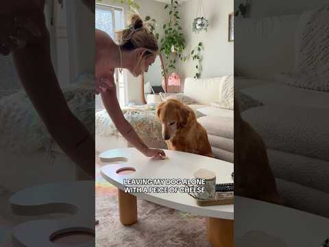 Dog-tor coby to rescue🛟goldenpup puppy goldenpupppy dogbree… サムネイル