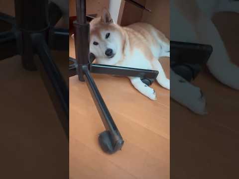 柴犬福 兄の部屋いた時の柴犬🤣Why here🤣shorts 柴犬 japanesedog shibainu dogs… サムネイル