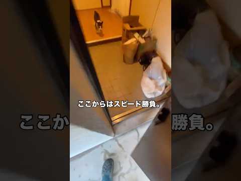 安全確認してから入ったのに･･･諦めて柵買います。 野良猫 元野良猫 脱獄猫 shorts サムネイル