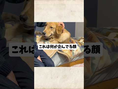 心の中では飼い主しばくウォーミングアップゴールデンレトリバー goldenretriever サムネイル