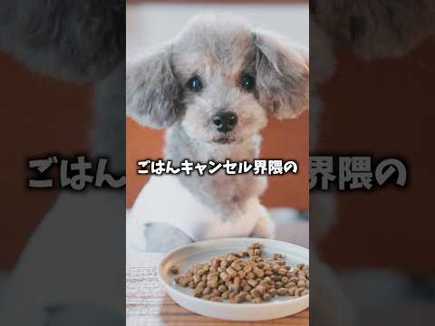 ごはんを食べない愛犬のために飼い主が本気出した。 グリィちゃんねる ドッグフード わんこ想い食べムラ サムネイル