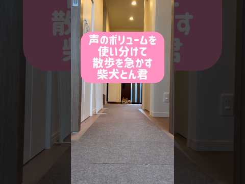 柴犬とん君は、「はやく」を広島弁の「はよ」で表現するよ　柴犬　柴犬とん サムネイル