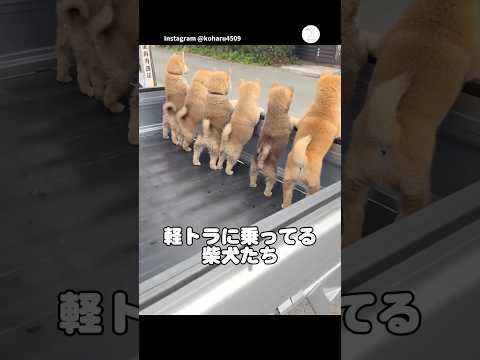軽トラに乗ってる柴犬たちが可愛すぎる　　子犬　犬　かわいい　かわいい犬 柴犬 サムネイル