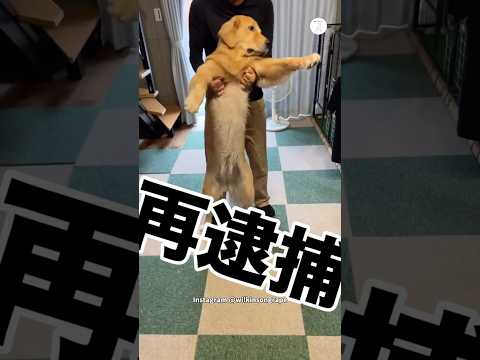 再逮捕…甘噛みから本気噛みに発展したゴールデンレトリバー　　ゴールデンレトリバー  大型犬　犬　面白い　犬のいる暮らし サムネイル