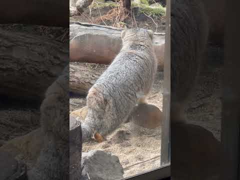 shorts アブちゃんの〜ロケットスタート🤭　マヌルネコ　那須どうぶつ王国にて　2025年2月27日 サムネイル