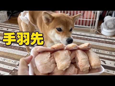 【元気つけよ！】手羽先を骨ごといただきます　柴犬小夏 サムネイル