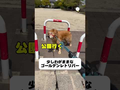 わがままなゴールデンレトリバーが可愛い💕　ゴールデンレトリバー 大型犬　犬　かわいい犬 かわいい サムネイル