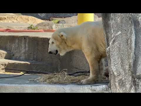 立ち上がったヨ！10:10 頃のバフィンさん　   ホッキョクグマ　浜松市動物園にて　2026年3月15日 サムネイル