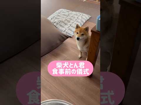 犬好きな方、教えて！これって、何の為の動作なの？😆　柴犬　柴犬とん サムネイル