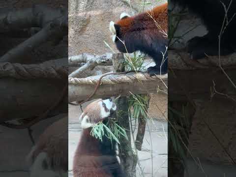 shorts 上下でモグモグ 😊グミちゃんモナカちゃん親子　レッサーパンダ　那須どうぶつ王国にて　2026年3月29日 サムネイル