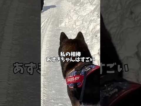 黒柴🐕が魅せた秘技！寒い季節限定… サムネイル