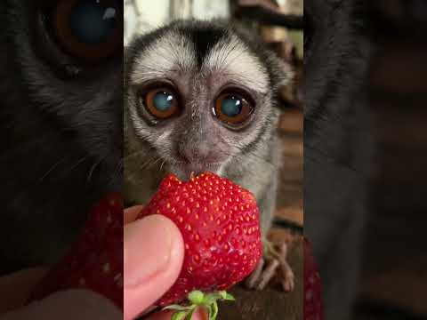大きなあまおうを頬張るヨザルのよっちゃん♫shorts 動物 猿 サムネイル