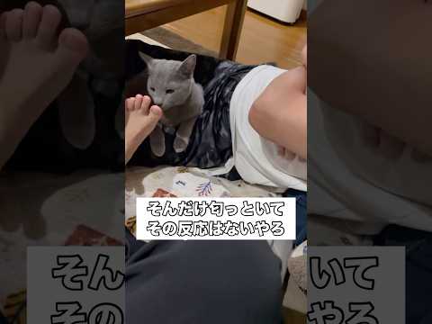 猫に足差し出したらめっちゃ嗅いでくるから相当好きな匂いなんだろうなと思ったら ロシアンブルー フレーメン反応 猫の日常… サムネイル