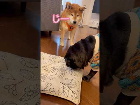 おもちゃ返して！ dog 柴犬 パグ doggie shibainu cutedog pug puppy favori… サムネイル