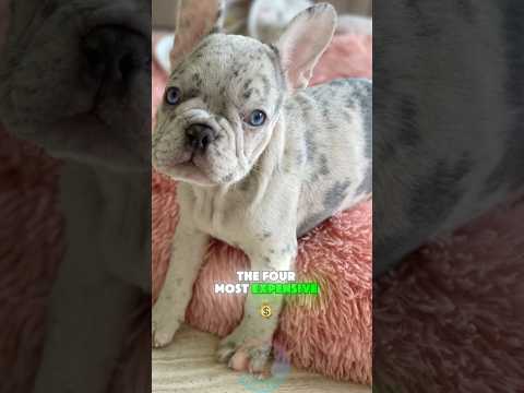 The 4 Most Expensive French Bulldogs in the World shorts do…