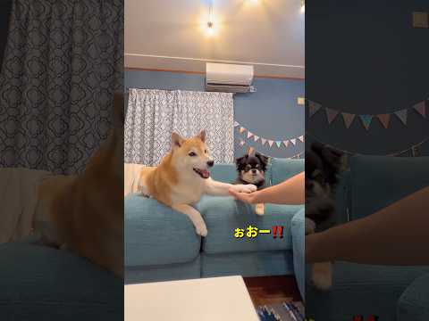 今日から6月🐶😮‼️柴犬 チワワ shorts サムネイル