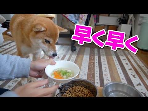 柴犬のガツガツ食べ　昨日の残りでもOK 　小夏3歳　ASMR サムネイル