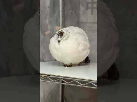 shorts ニホンライチョウちゃん　那須どうぶつ王国　2026年3月29日 サムネイル