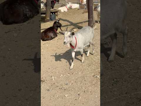 shorts ごかつら池どうぶつパークから来た❣️ヤギのシモン　　のんほいパーク　2026年2月13日 サムネイル