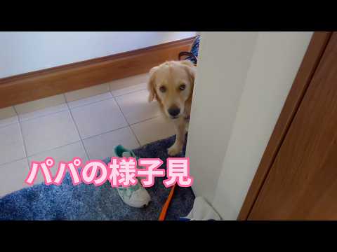 パパの様子が気になる大型犬。ゴールデンレトリバーティト サムネイル